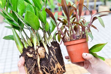 金錢樹花|金錢樹盆栽為什麼也是多肉植物？